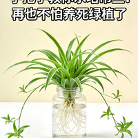 水培吊兰！治愈感拉满的懒人绿植