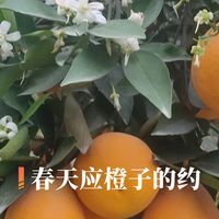 伦晚脐橙熟了！