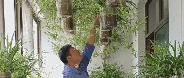 济南一老师，把吊兰养“疯”了，50盆一母同胞，网友：天花板级别