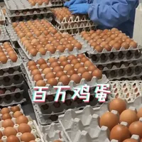 百万枚鸡蛋的自动化处理全流程：从收集到超市货架