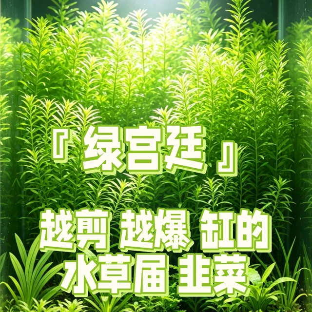 森林草缸秘诀｜绿宫廷养出整片后景