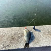 春钓爆护秘籍：连续3天晴+水温15℃以上，这样选时选点连竿到手软！