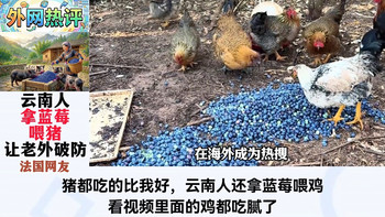 云南用蓝莓喂猪让老外破防！泰国网友：天价水果到了云南都得掉价