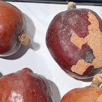 佛心果金包玉！空心菩提吊坠太仙了✨