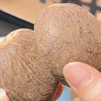 象牙果原籽！雕刻练手神器平价替代✨