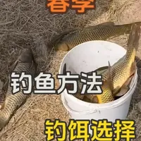 春季野钓鲤鱼：鱼情分析与选饵策略