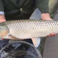 春季野钓草鱼：7款自制饵料配方与实战技巧