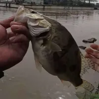 涨水浑水环境下路亚鳜鱼作钓全解析