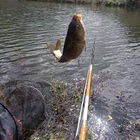 清明钓鱼指南：掌握水温规律，避开无效早口