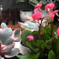 北方室内长寿花花后复花标准化养护指南