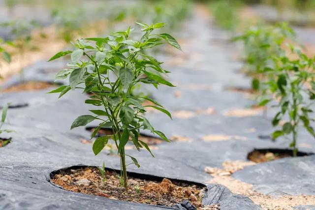 辣椒移栽后全周期管理指南：从缓苗到挂果的精细化操作