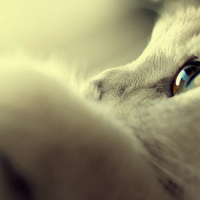 猫粮那个好？猫咪光吃不长肉？看看这份2026十大放心猫粮国产名单