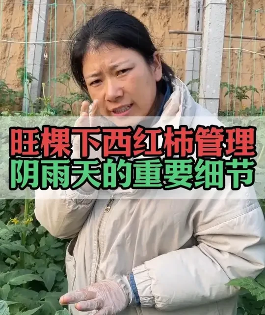 西红柿旺棵期阴雨天管理：控旺、打叶与浇水要点