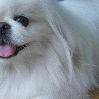 2026十大排名整理！宠物净化器吸猫毛哪个牌子好选对守护居家环境