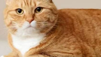全期猫粮什么意思？2026最新靠谱猫粮品牌排名十大品牌