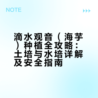 滴水观音（海芋）种植全攻略：土培与水培详解及安全指南
