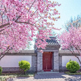 2023年七种吉祥花木升级解析：核心技能与庭院应用