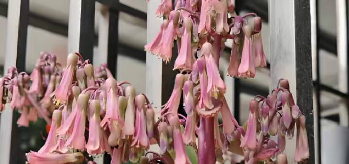 鲜花绿植