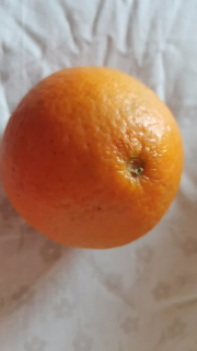 四川青见果冻橙 &酸甜可口自然成熟