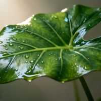 惊呆了！这盆“滴水观音”竟是家中隐形杀手？宝妈必看的高危绿植避坑指南