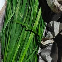 韭菜炒鸡蛋与盒子的美味