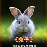 兔子为何难取代猫狗？从驯化史到饲养误区的深度解析