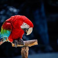 翼舞长隆·尼康Z9捕光记