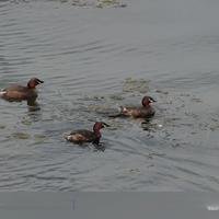 X300ultra+400mm增距镜G2ultra拍鸟实战体验