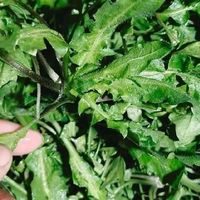 春日野趣，一口荠菜尝尽春鲜