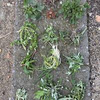 清明节，当然得去踏青采野菜｜交换春天