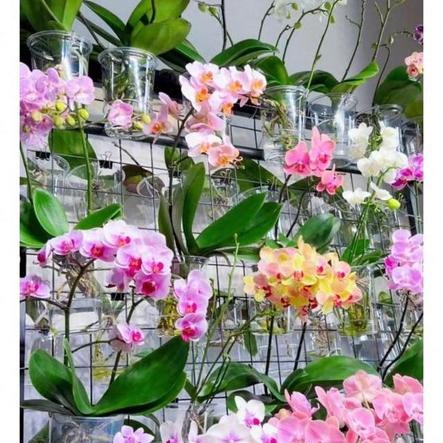 蝴蝶兰水培全攻略：从一次性年宵花到墙面花墙的进阶指南