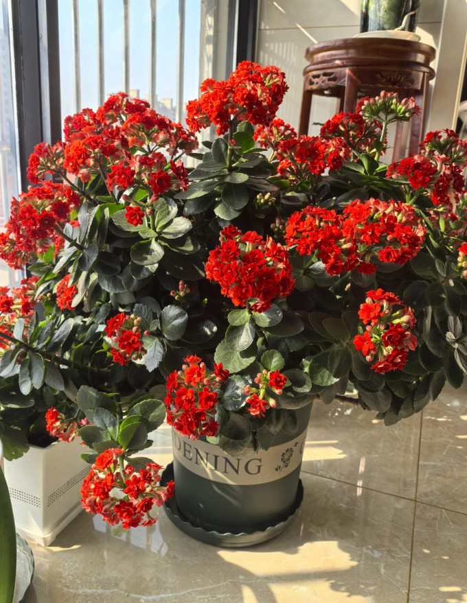 鲜花绿植