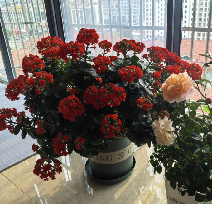 鲜花绿植