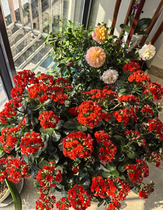 鲜花绿植