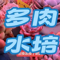 多肉植物水培全流程详解