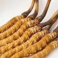 冬虫夏草鉴别技巧与选购要点