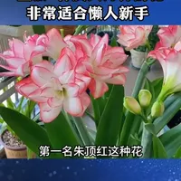 7种皮实好养的花，适合懒人新手