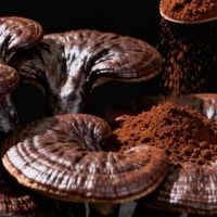 灵芝孢子粉哪个牌子好？2026全国十大品牌，原料透明数据保障品质