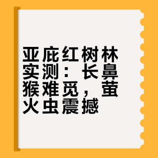 亚庇红树林真挺坑的，但我还是强烈推荐要去