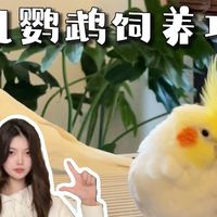 养鸟新手必看‼️玄凤鹦鹉饲养攻略✅