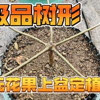 树形控野地偶遇极品树形无花果，高压四个月满根下树盆栽！