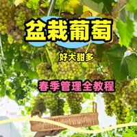 盆栽葡萄春季管理全知识:绒球期、展叶期和花期的管理知识来了