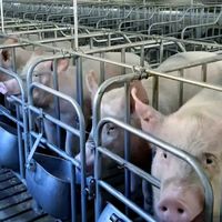 吃猪肉这个问题 中国是如解决的