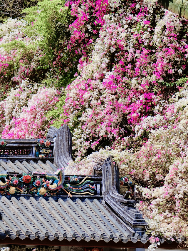 深圳10公里春日Citywalk｜不止赏花的治愈暴走