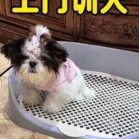 西施犬定点排便训练全攻略：从乱拉乱尿到精准定位