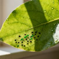 阳台绿植惊现“芝麻虫”？懒人闭眼入的无药驱蚜保姆级攻略，十分钟后窗台清爽如新