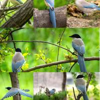 新手拍鸟第二弹｜灰喜鹊专场