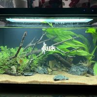 尼特利智能鱼缸X-45 Ultra新手开缸记录