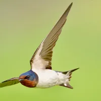 燕子，大叫一声朝我扑来！（左划看原图）