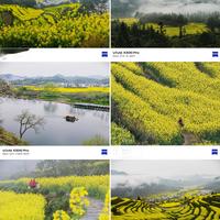 婺源油菜花｜vivo直出太绝了！